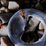 10ny ants1 moth
