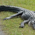 Alligator causes flight delays as it saunters across runway 150x150 1