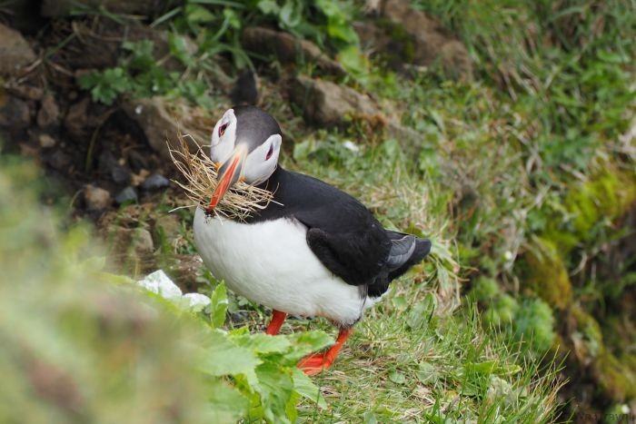 Puffin with twigs front facing