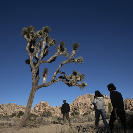 joshua tree california 25524 s1440x960