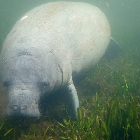 manatees and sea grass die off