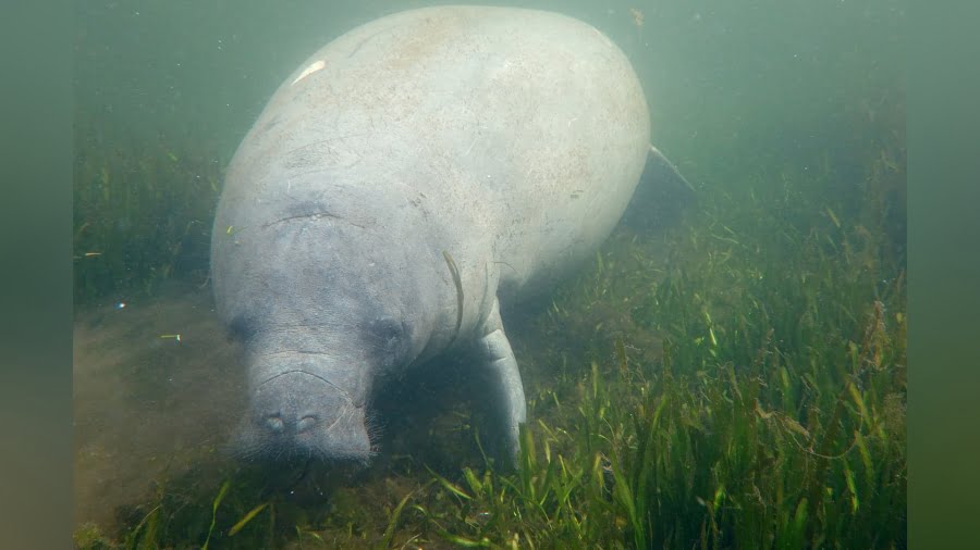 manatees and sea grass die off